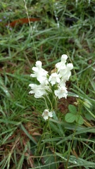 Habenaria roxburghii
