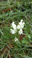 Habenaria roxburghii