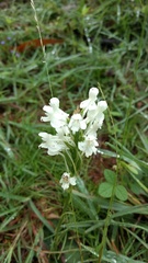 Habenaria roxburghii