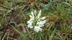 Habenaria roxburghii