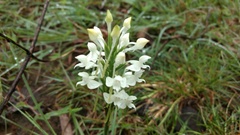 Habenaria roxburghii