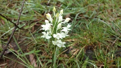 Habenaria roxburghii