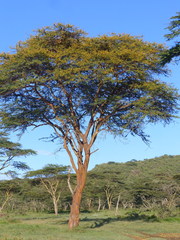 Vachellia seyal