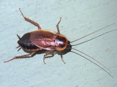 Parcoblatta pennsylvanica