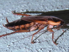 Parcoblatta pennsylvanica