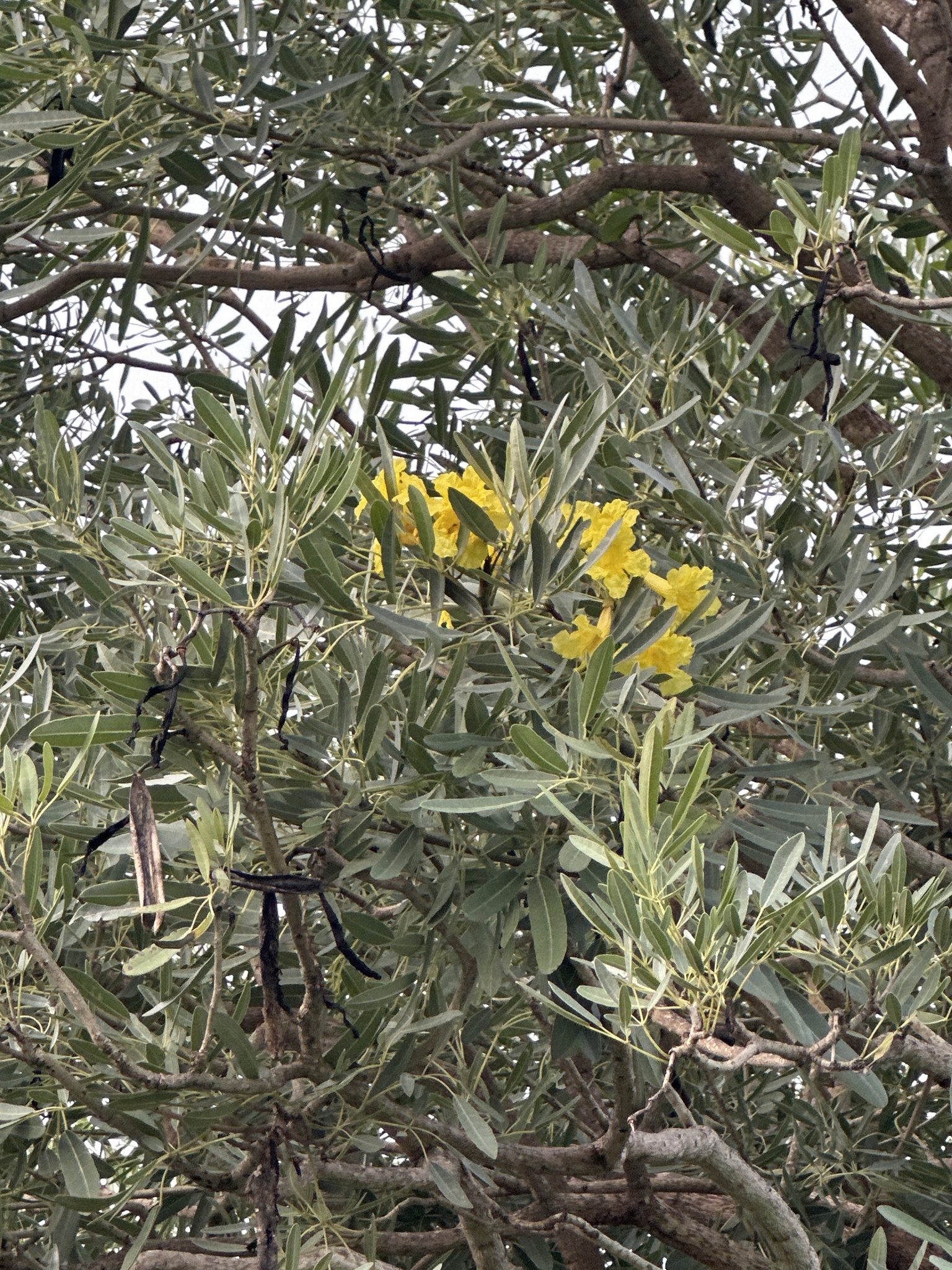Imagem de Ipê-amarelo