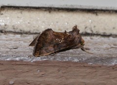 Argyrogramma verruca