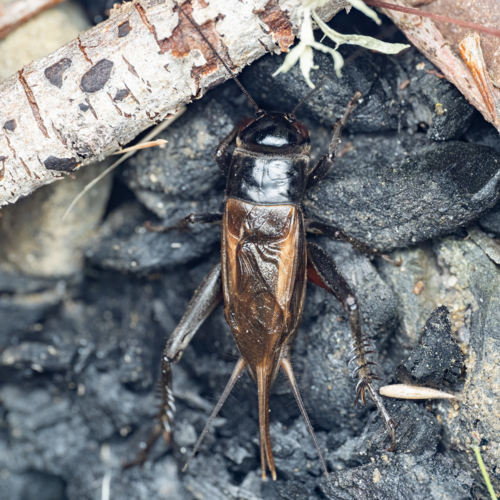 Australian Black Field Cricket photo 4