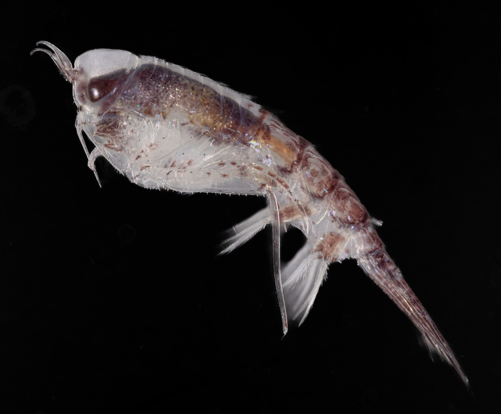 Themisto gaudichaudii