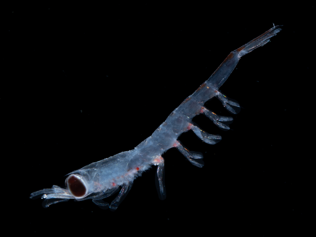 Thysanoessa macrura