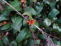 Hemidesmus indicus