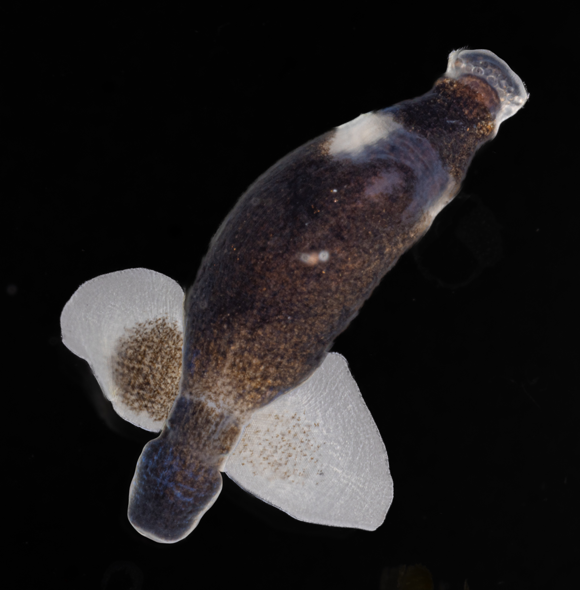 Photos of Sea Angels (Suborder Gymnosomata) · iNaturalist