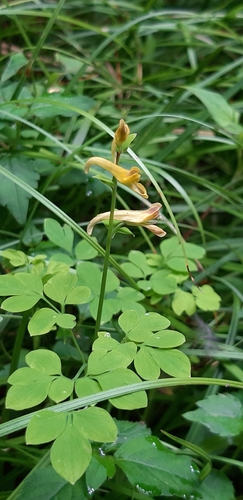 Corydalis ochotensis iNat (2)