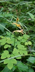 Corydalis ochotensis