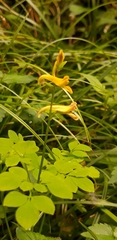 Corydalis ochotensis