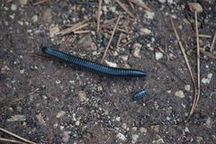 Ommatoiulus sabulosus aimatopodus