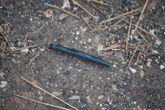 Ommatoiulus sabulosus aimatopodus