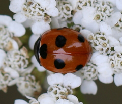 Coccinella magnifica