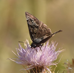 Erynnis persius