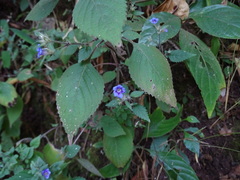 Strobilanthes pavala