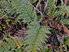Polystichum neozelandicum zerophyllum × vestitum
