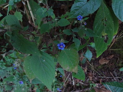 Strobilanthes pavala