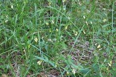 Melampyrum pratense commutatum