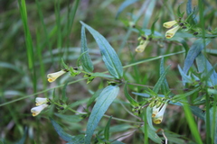 Melampyrum pratense commutatum