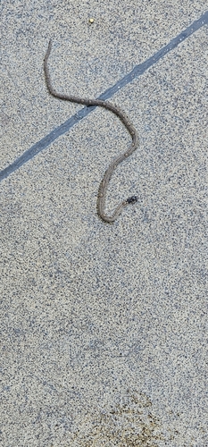 Black-necked Centipede Snake