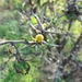 Acacia dolichocephala