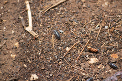 Armadillidium maculatum
