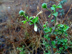 Hibiscus micranthus