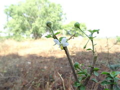 Hibiscus micranthus