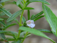 Satureja hortensis