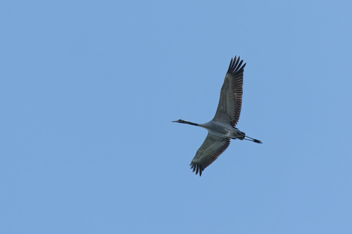 Grulla común (Grus grus)
