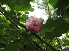Hibiscus mutabilis