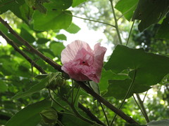 Hibiscus mutabilis