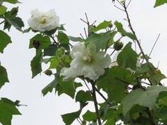 Hibiscus mutabilis