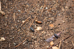 Armadillidium maculatum