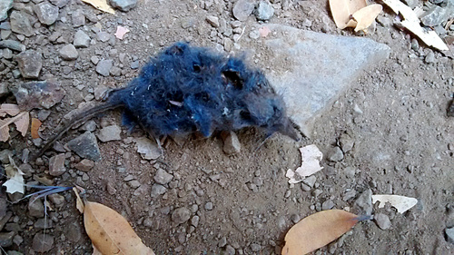 Sorex trowbridgii