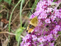 Hemaris tityus