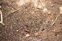 Armadillidium maculatum
