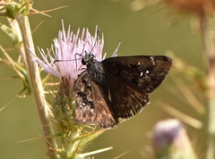 Erynnis persius