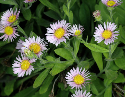 Photograph of Fleabanes and horseweeds