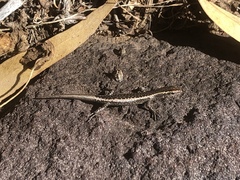 Cryptoblepharus pannosus