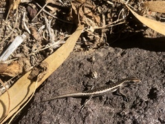 Cryptoblepharus pannosus