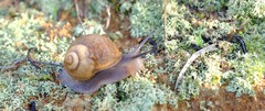 Trigonephrus