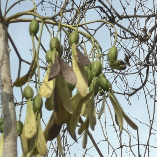 Gyrocarpus jatrophifolius, photograph 4