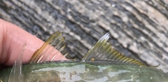 Decapterus muroadsi