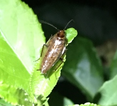 Ectobius lapponicus